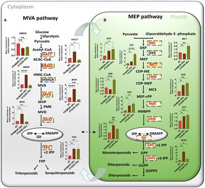 Isoprenoid biosynthesis regulation in poplars by methylerythritol phosphate and mevalonic acid pathways